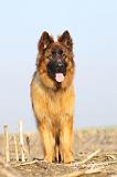 BERGER ALLEMAND 941